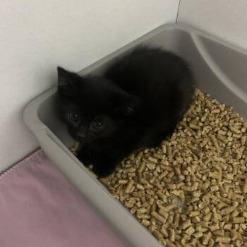 Domestic Short Hair Cats Available for Adoption in Franklin, North Carolina - Sylva | PetCurious