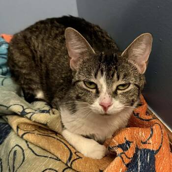 Domestic Short Hair Cats Available for Adoption in Mentor, Ohio - Crisler | PetCurious