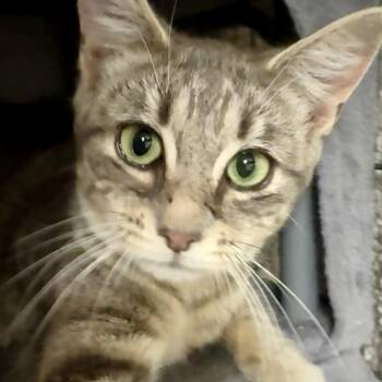 PIPPA L -  Tabby Cat for Adoption in New York, New York - PIPPA L | PetCurious