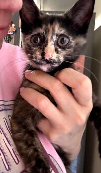 Calliope -  Tortoiseshell Cat for Adoption - Calliope | PetCurious