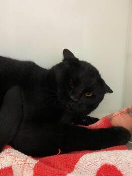 Domestic Short Hair Cats Available for Adoption in Delson, Quebec - Ezekiel | PetCurious