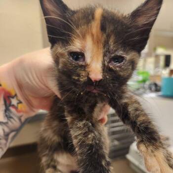 Snickers -  Domestic Short Hair Cat Available for Adoption in Asheville, North Carolina - Snickers | PetCurious