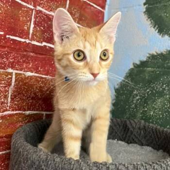 Beans -  Domestic Short Hair Cat for Adoption in Laredo, Texas - Beans | PetCurious