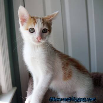 Domestic Short Hair Cats Available for Adoption in Capshaw, Alabama - PIEROGI | PetCurious