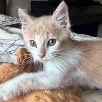 Nia -  Domestic Short Hair Cat for Adoption in Nashville, Tennessee - Nia | PetCurious