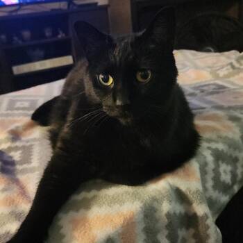 Phat Panther -  Domestic Short Hair Cat for Adoption in Chicago, Illinois - Phat Panther | PetCurious