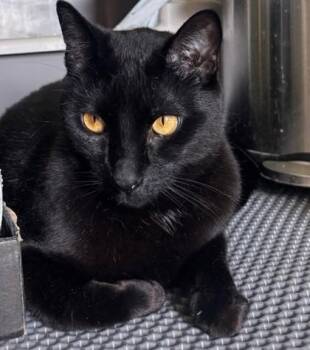 Domestic Short Hair Cats Available for Adoption in Fairfax, Virginia - Brownie | PetCurious