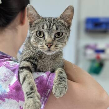 Sadie -  Domestic Short Hair Cat for Adoption in Canton, Illinois - Sadie | PetCurious