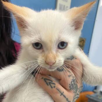 Lock -  Domestic Short Hair Cat for Adoption in Birmingham, Alabama - Lock | PetCurious