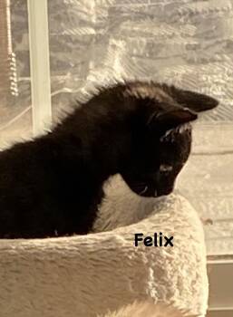 Felix -  Domestic Short Hair Cat for Adoption in Gardnerville, Nevada - Felix | PetCurious