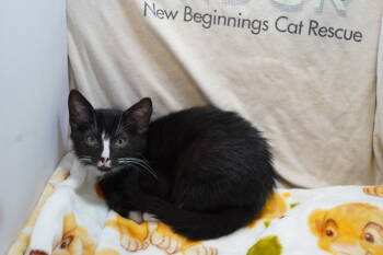 Rescue Tuxedo Cats for Adoption in Garland, Texas - Eli | PetCurious