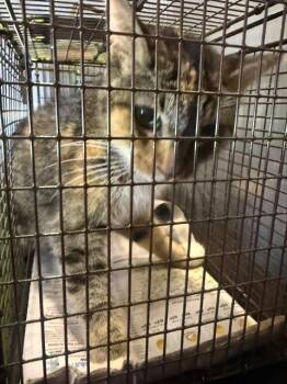 BAILEY -  Domestic Short Hair Cat for Adoption in San Antonio, Texas - BAILEY | PetCurious