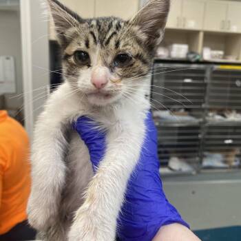 Landseer -  Domestic Short Hair Cat for Adoption in Westminster, California - Landseer | PetCurious