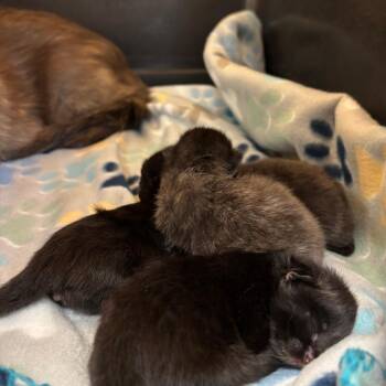 Poppi -  Domestic Medium Hair Cat for Adoption in Lake Jackson, Texas - Poppi | PetCurious