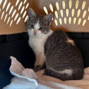 Rescue Domestic Short Hair Cats for Adoption in Rifle, Colorado - Rome | PetCurious