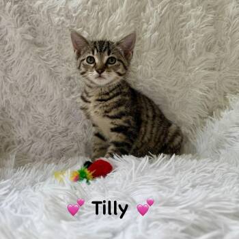 Tilly -  Domestic Short Hair Cat for Adoption in Copley, Ohio - Tilly | PetCurious