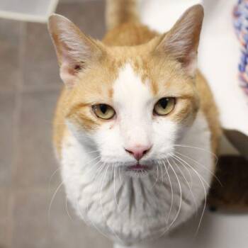 Domestic Short Hair Cats Available for Adoption - Ducky | PetCurious