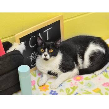 Parsnip -  Domestic Short Hair Cat for Adoption in Sanford, Florida - Parsnip | PetCurious