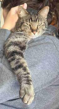 Louie -  Tabby Cat for Adoption in York, Nebraska - Louie | PetCurious