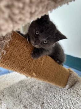 Ocean -  Domestic Short Hair Cat for Adoption in Cortland, New York - Ocean | PetCurious