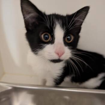 Milo -  Domestic Medium Hair Cat for Adoption in Winston-salem, North Carolina - Milo | PetCurious