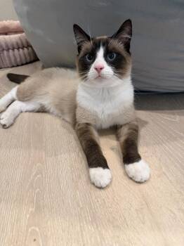 Toby -  Domestic Short Hair Cat for Adoption in Vancouver, Washington - Toby | PetCurious
