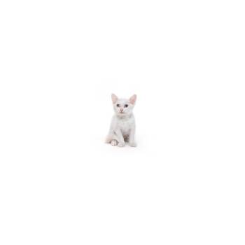 Domestic Short Hair Cats Available for Adoption in Los Angeles, California - Vanilla Coke | PetCurious