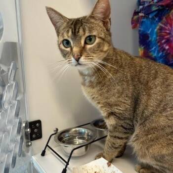 Domestic Short Hair Cats Available for Adoption in Manassas, Virginia - Blair (ID 51036/1192) | PetCurious