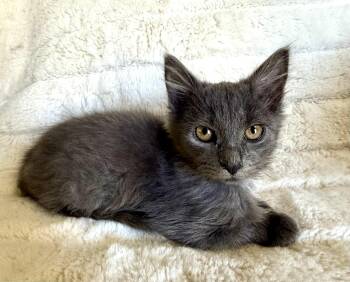 Rescue Domestic Long Hair Cats for Adoption in Mesa, Arizona - Isabella | PetCurious