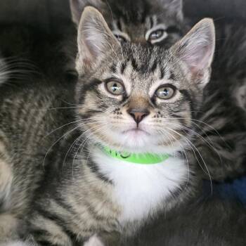 Cutie -  Domestic Short Hair Cat for Adoption in Fort Wayne, Indiana - Cutie | PetCurious