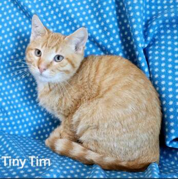 Rescue Tabby Cats for Adoption in Clavet, Saskatchewan - Tiny Tim | PetCurious