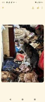 Shutt #20 -  Domestic Short Hair Cat for Adoption in Cromwell, Kentucky - Shutt #20 | PetCurious