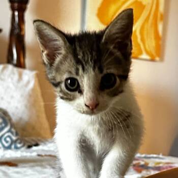 Rescue Domestic Short Hair Cats for Adoption in Huntsville, Alabama - Kimchi | PetCurious