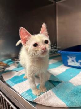 Rescue Domestic Short Hair Cats for Adoption in Lima, Ohio - It's Britney | PetCurious