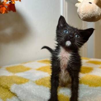 Gremlin -  Domestic Short Hair Cat for Adoption in Longmont, Colorado - Gremlin | PetCurious