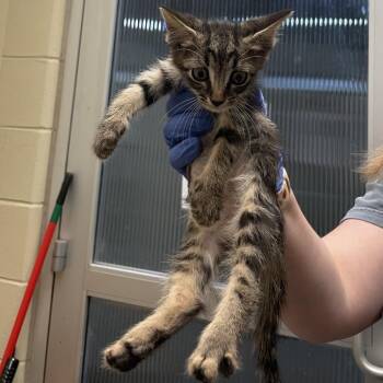 Boone 8408 -  Domestic Short Hair Cat for Adoption in Columbus, Georgia - Boone 8408 | PetCurious