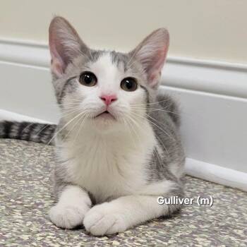 Gulliver -  Domestic Short Hair Cat for Adoption in Mazon, Illinois - Gulliver | PetCurious