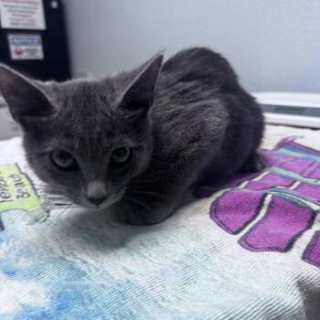 Bonbon -  Domestic Short Hair Cat for Adoption in Riverside, California - Bonbon | PetCurious
