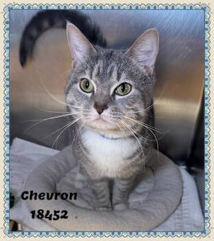 Domestic Short Hair and Tabby Cats Available for Adoption in Marietta, Georgia - CHEVRON | PetCurious