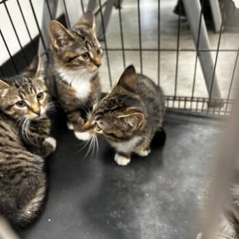India -  Domestic Short Hair Cat for Adoption in Philadelphia, Pennsylvania - India | PetCurious