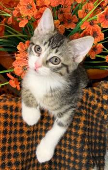 5/21/26 Zelda -  Domestic Short Hair Cat for Adoption in Stillwater, Oklahoma - 5/21/26 Zelda | PetCurious