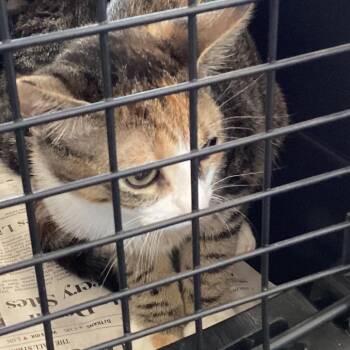 Burbank 02 -  Domestic Short Hair Cat for Adoption in Montgomery, Alabama - Burbank 02 | PetCurious
