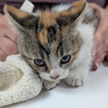 Chloe -  Domestic Short Hair Cat for Adoption in Canton, Illinois - Chloe | PetCurious