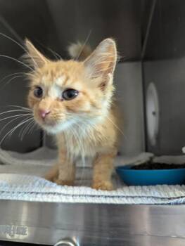 TEE -  Domestic Medium Hair Cat for Adoption in Brunswick, Georgia - TEE | PetCurious