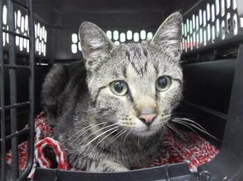 CARL -  Domestic Short Hair Cat Available for Adoption in Omaha, Nebraska - CARL | PetCurious