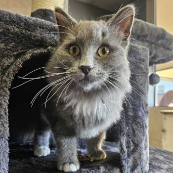 Domestic Long Hair Cats Available for Adoption in Las Vegas, Nevada - Kip | PetCurious