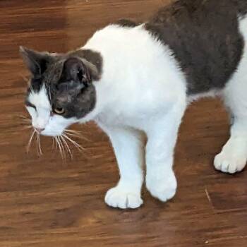 Tyler - extra toes -  Extra Toes Cat Hemingway Polydactyl and Domestic Short Hair Cat for Adoption in Newark, New Jersey - Tyler - Extra Toes | PetCurious