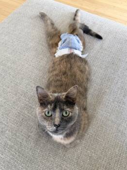 Gracie, Differently Abled and absolutely perfect -  Dilute Tortoiseshell Cat for Adoption in West Haven, Connecticut - Gracie, Differently Abled And Absolutely Perfect | PetCurious