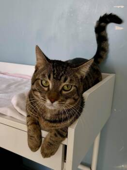 BOB -  Domestic Short Hair Cat for Adoption in Delson, Quebec - BOB | PetCurious