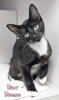 Baw Beese -  Domestic Short Hair Cat for Adoption in Mason, Michigan - Baw Beese | PetCurious